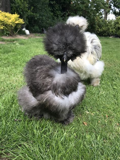 showgirl silkie chickens|Breeding Silkies and Showgirls